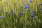 Meadow, wheat, cornflower, blue, green, nature