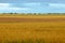 A meadow of wheat ready to harvest. Under the dark sky the crops give an golden glow by the sun in the fields in the Netherlands