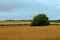 A meadow of wheat ready to harvest. Under the dark sky the crops give an golden glow by the sun in the fields in the Netherlands