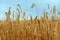 A meadow of wheat ready to harvest. Under the dark sky the crops give an golden glow by the sun in the fields in the Netherlands