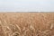 Meadow, wheat, rye, a beautiful field of Golden rye