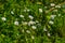 Meadow of white chamomile flowers in a clearing on a sunny day close-up. Turkey.