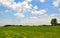 Meadow with white clouds on blue sky