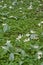 Meadow of white Fawn Lily flowers