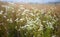 Meadow wild chamomile flowers
