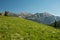 Meadow of Wild Flowers In The High Backcountry of Grand Teton