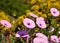 Meadow of wild flowers morning glory