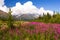 Meadow of wild flowers and mountains range