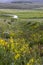 Meadow of wild flowers near Crested Butte