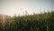 Meadow wild grass closeup. Grass field moving by wind of a sunny spring day in slow motion