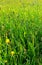 Meadow with wild growing plants and flowers.