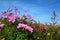 Meadow with wild pink and lilac colored flowers