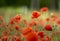 meadow of wild poppies