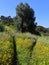 Meadow of wild spring flowers and Eucalyptus trees, Oeiras, Lisbon, Portugal.