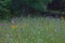 Meadow Wildflower Field, Elk Lake, Michigan