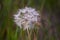 Meadow Wildflower Field, Elk Lake, Michigan