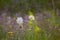 Meadow Wildflower Field, Elk Lake, Michigan