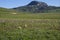 Meadow of Wildflowers below Black Butte Mountain