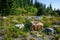 Meadow with wildflowers and boulders with evergreen trees and sky in background