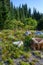 Meadow with wildflowers and boulders with evergreen trees and sky in background