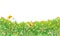 Meadow with wildflowers. Grass close-up. Beautiful green rural landscape. Isolated. Cartoon style. Flat design