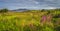 Meadow with wildflowers and lagoon, Ring of Kerry