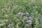 Meadow Wildflowers. Purple blossoms. Green background. Daylight photo.