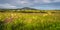 Meadow with wildflowers and small village in Ring of Kerry