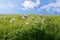 Meadow with wilted alpine anemones in Alpstein massif. St. Gallen, Switzerland.