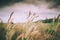 Meadow wind landscape