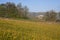 Meadow of yellow buttercups