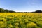 Meadow with yellow cress on a clear Sunny day.