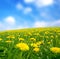 Meadow with yellow dandelions.