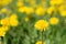 Meadow of yellow dandelions