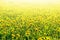 Meadow with yellow dandelions closeup