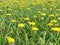 Meadow of yellow dandelions in early spring. Dandelion is a well-known plant with a rosette of basal leaves