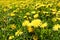 Meadow with yellow dandelions. A whole field of yellow dandelions