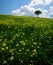 Meadow with yellow flowers