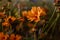 meadow yellow flowers in early sunny fresh morning.shallow depth of field. Beautiful autumn nature background