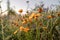 meadow yellow flowers in early sunny fresh morning.shallow depth of field. Beautiful autumn nature background