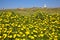 Meadow of yellow flowers among the green grass. Lighthouse in th