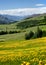 Meadow with yellow flowers in the mountains of Kyrgyzstan