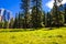 Meadow with yellow flowers  in yosemite USA