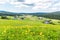 Meadow of yellow globe-flowers, Trollius europaeus in Jizerka village, Czech Republic