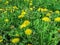 Meadow of yellow medicinal dandelions