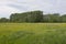 Meadow with yellow wildflowers and poplar trees in the flemish countryside