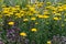 Meadow of yellow yarrows