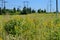 The Meadoway in Scarborough, Ontario.