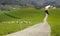 Meadows, farmhouse and sheep in Lazkaomendi, Euskadi