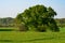 Meadows, fields and a single tree in the Ruhraue near Mintard